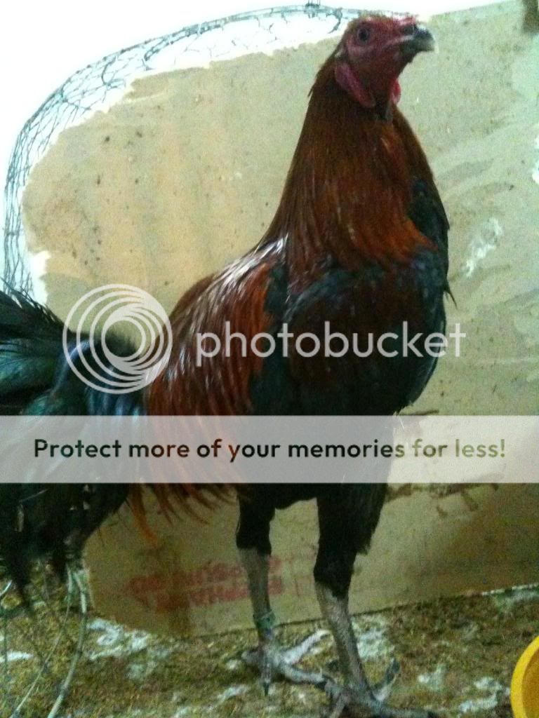 HCM-Chuyên bán gà Asil và peru - 26