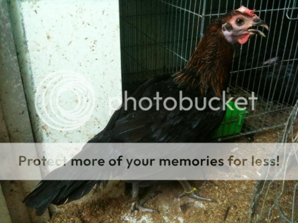 HCM-Chuyên bán gà Asil và peru - 25