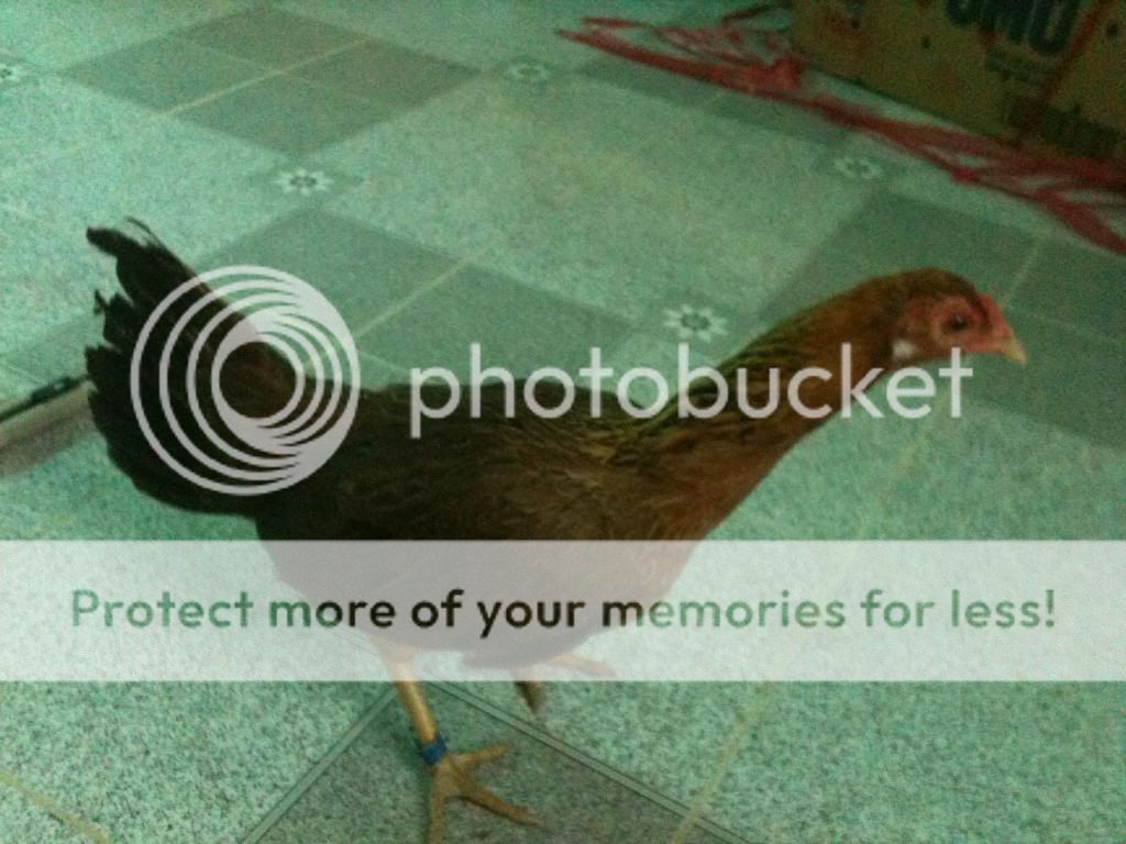 HCM-Chuyên bán gà Asil và peru - 16