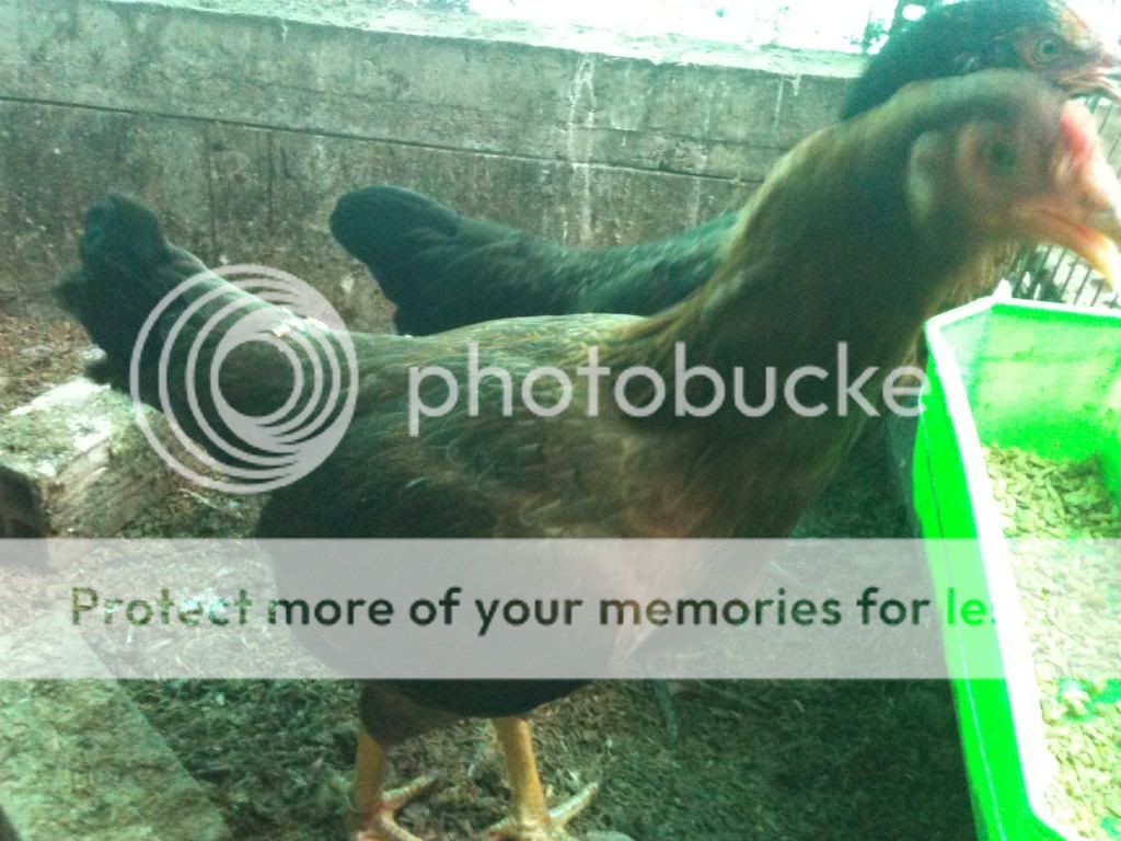 HCM-Chuyên bán gà Asil và peru - 14