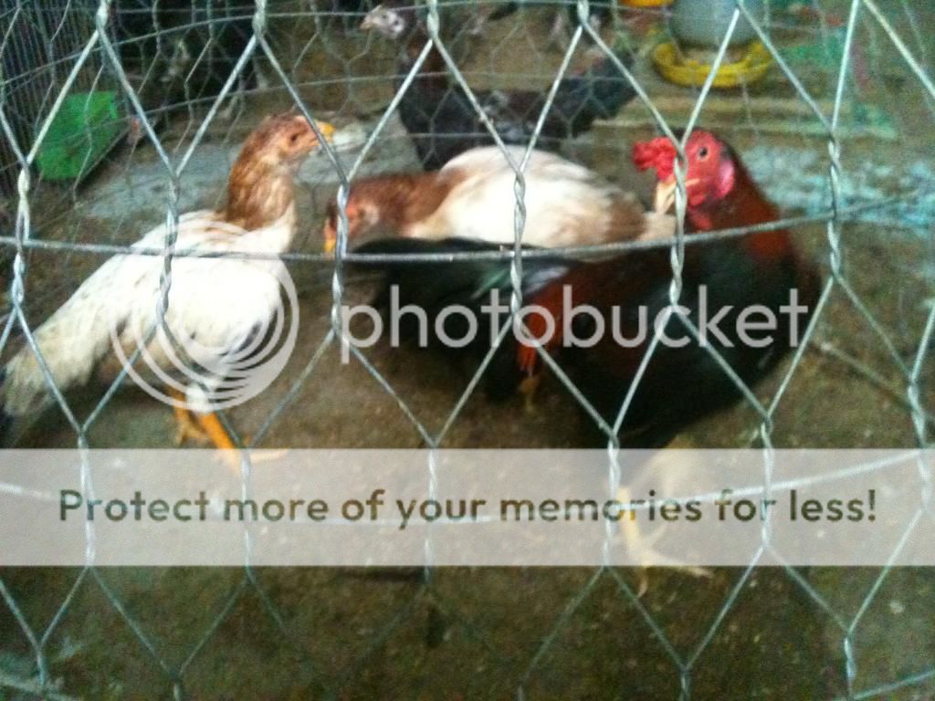 HCM-Chuyên bán gà Asil và peru - 17