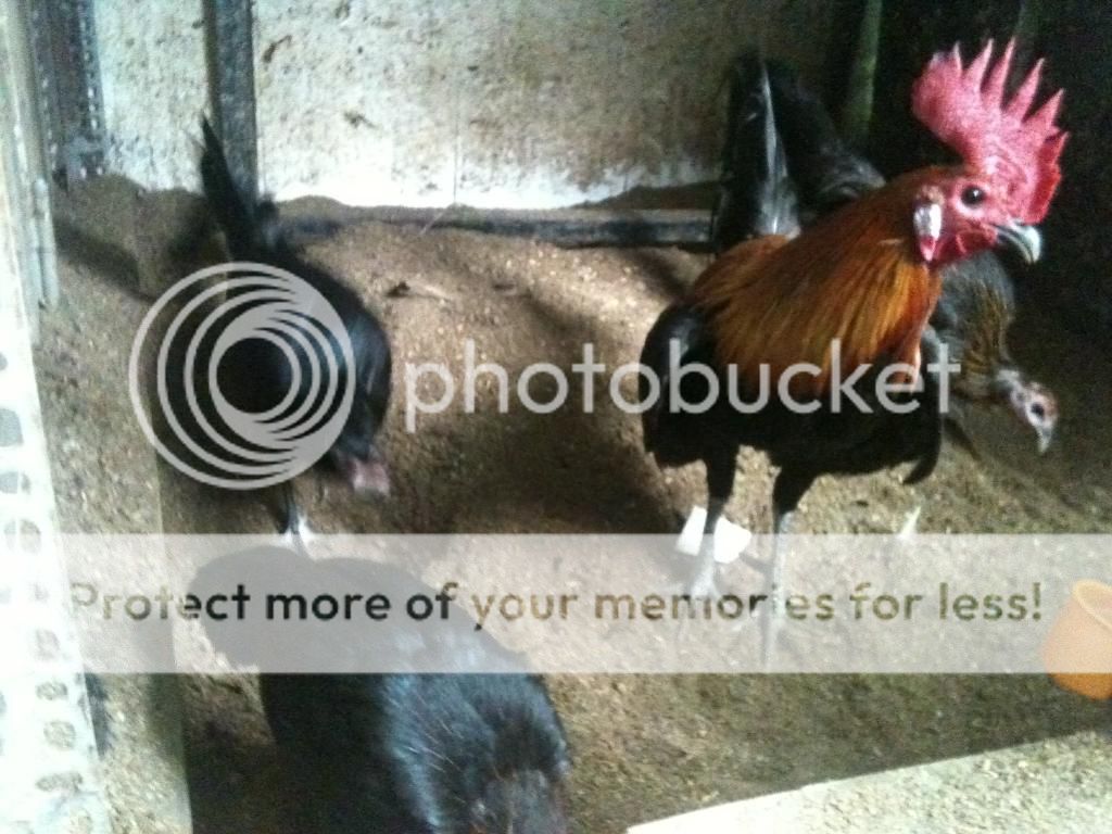 HCM-Chuyên bán gà Asil và peru - 18