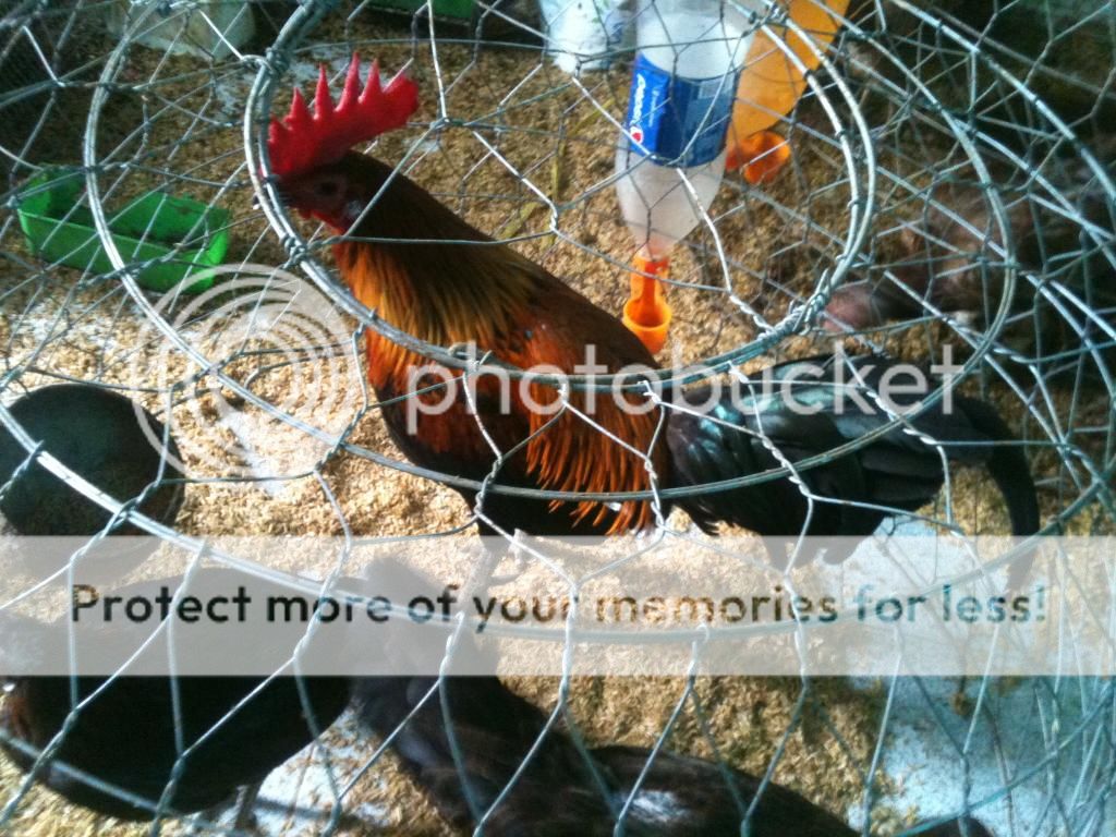 HCM-Chuyên bán gà Asil và peru - 19