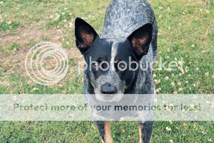 photo IMG_2310m_zpsyt6owywd.jpg