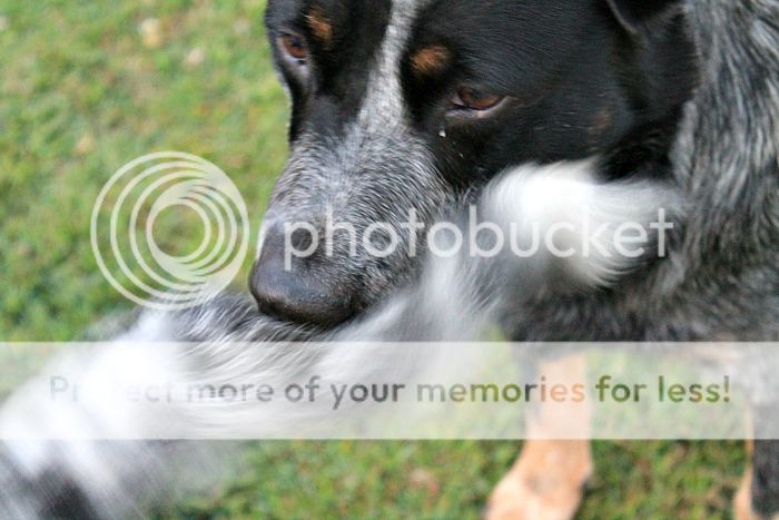 photo IMG_2312m_zpsrcvluiyi.jpg