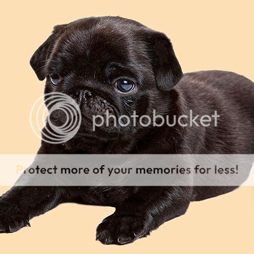 pug chocolate new chocolate black pug puppy on 16 quot pillow cushion cover ebay pug chocolate new chocolate black pug puppy on 16 quot pillow cushion cover ebay