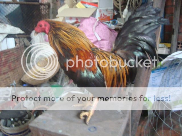 Bán Gà Tre, Gà Nòi