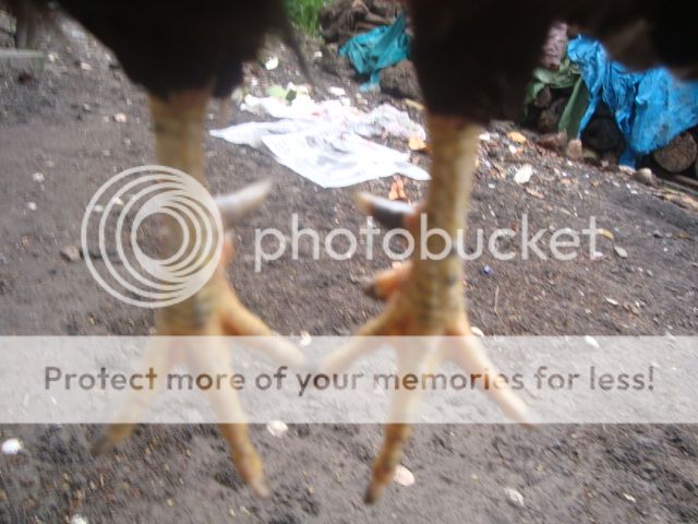 Bán Gà Tre, Gà Nòi - 2