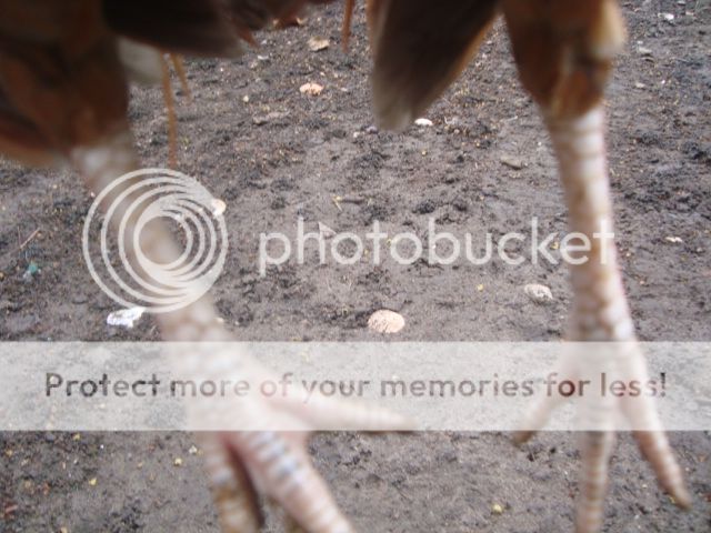 Bán Gà Tre, Gà Nòi - 4