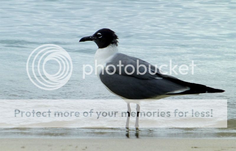 Круиз на Norwegian Getaway (3.5*+): Пошёл вон? Нет, слиняй на Карибы!