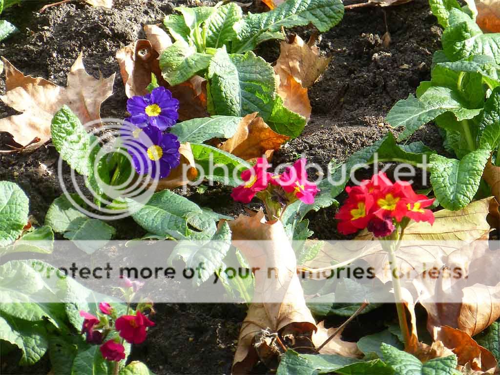 Quantum of the Seas (3.5*) он-лайн, или Квантум как повод для необыкновенного путешествия