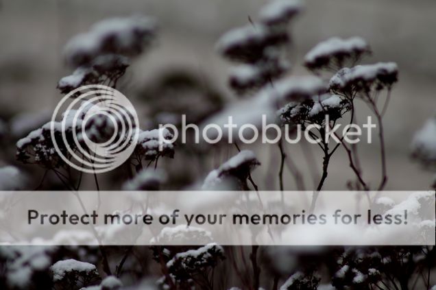  photo 11_zpsmjkvphsc.jpg