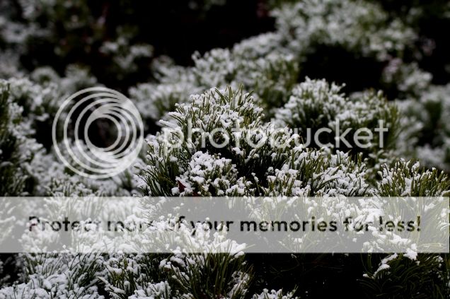  photo 15_zpswe7hlude.jpg