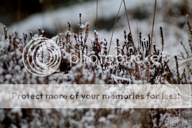  photo 1_zpspxwom6yf.jpg