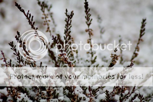  photo 3_zpsokgygixv.jpg