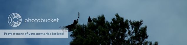  photo 4.8 ---_zpsfxq3eaze.jpg