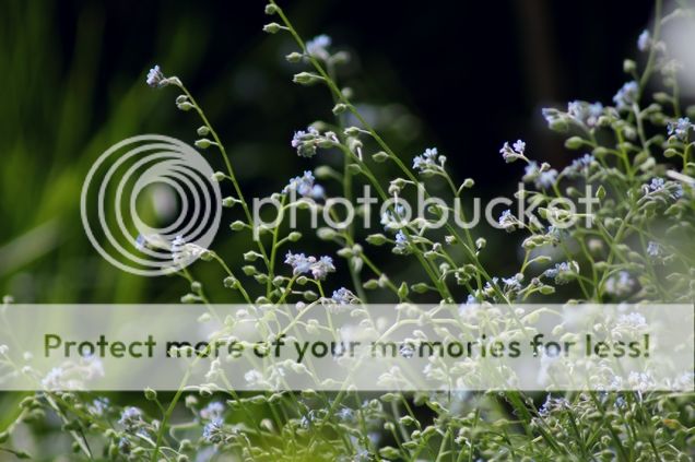  photo 4.8 -_zpsrp3sjqg7.jpg