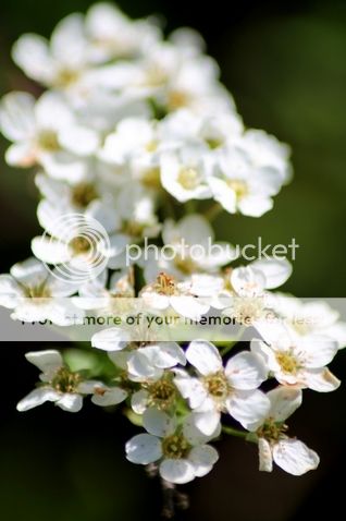  photo pienennoumls 1_zpsw4r7hipm.jpg