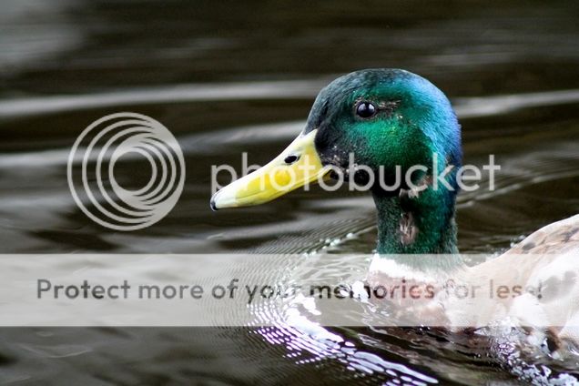  photo pienennoumls 3_zps0xtixs2p.jpg