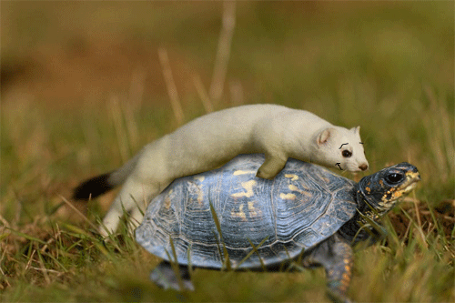 [Image: stoatturtle_zpsaxqdamcv.gif]
